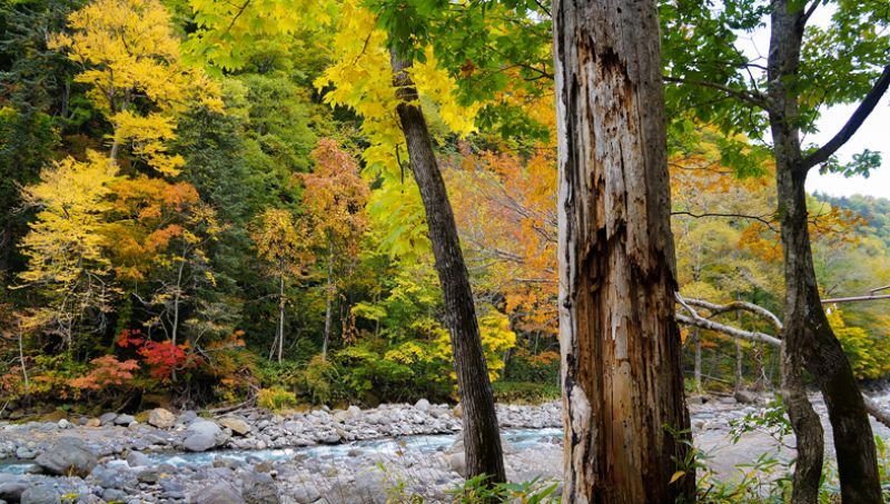 Thành phố Higashikawa Thành phố Higashikawa